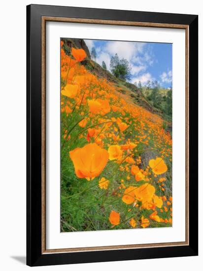 Grand Poppy Landscape Revisited, Merced Canyon-Vincent James-Framed Photographic Print