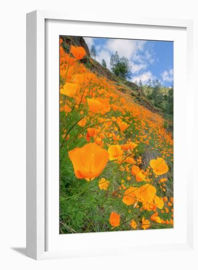 Grand Poppy Landscape Revisited, Merced Canyon-Vincent James-Framed Photographic Print