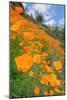 Grand Poppy Landscape Revisited, Merced Canyon-Vincent James-Mounted Photographic Print