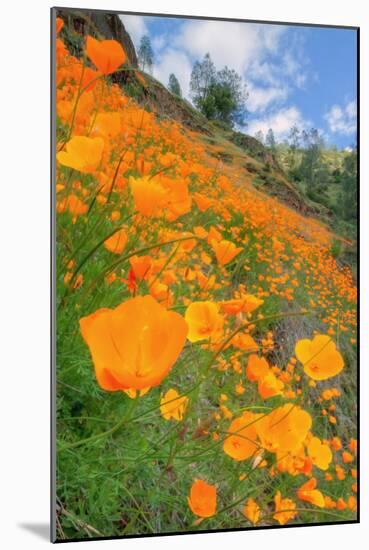 Grand Poppy Landscape Revisited, Merced Canyon-Vincent James-Mounted Photographic Print