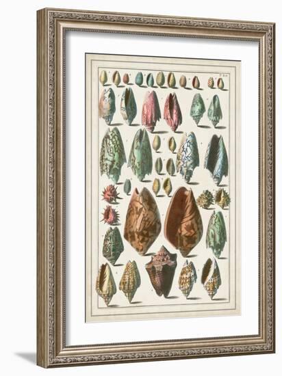 Grand Seba Shells I-Albertus Seba-Framed Art Print