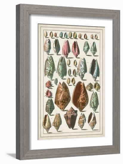 Grand Seba Shells I-Albertus Seba-Framed Art Print