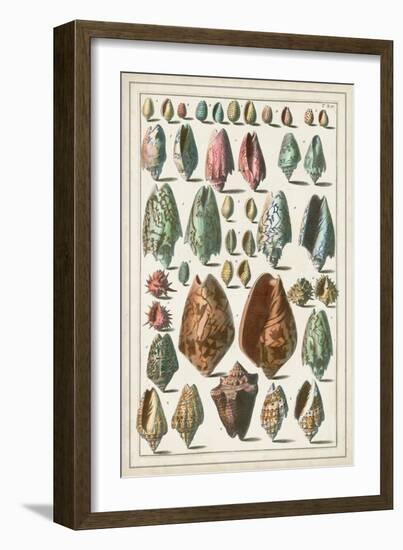 Grand Seba Shells I-Albertus Seba-Framed Art Print