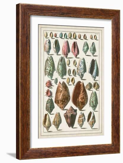 Grand Seba Shells I-Albertus Seba-Framed Art Print