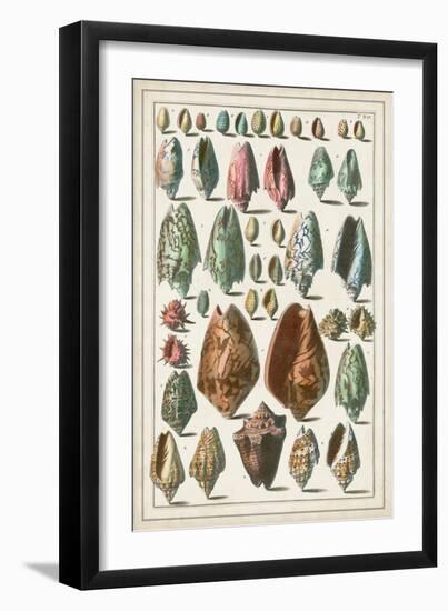 Grand Seba Shells I-Albertus Seba-Framed Art Print