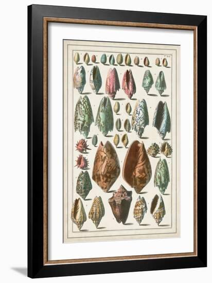 Grand Seba Shells I-Albertus Seba-Framed Art Print