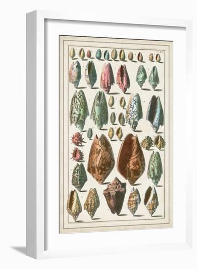 Grand Seba Shells I-Albertus Seba-Framed Art Print