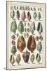 Grand Seba Shells I-Albertus Seba-Mounted Art Print