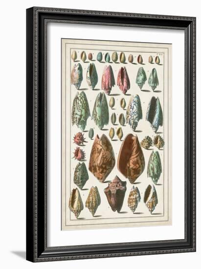 Grand Seba Shells I-Albertus Seba-Framed Art Print