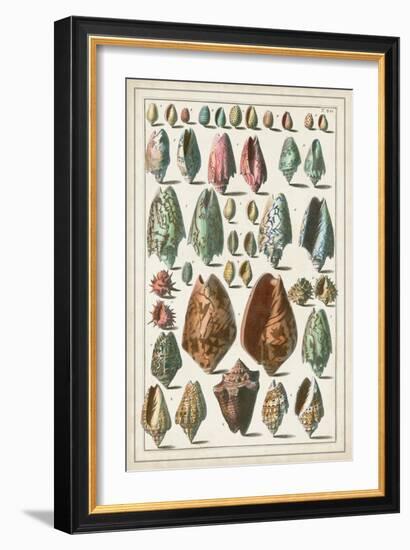 Grand Seba Shells I-Albertus Seba-Framed Art Print