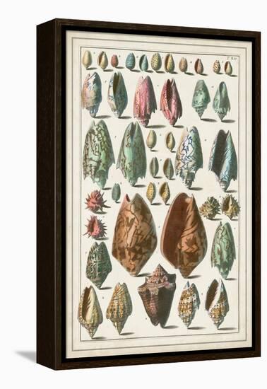 Grand Seba Shells I-Albertus Seba-Framed Stretched Canvas