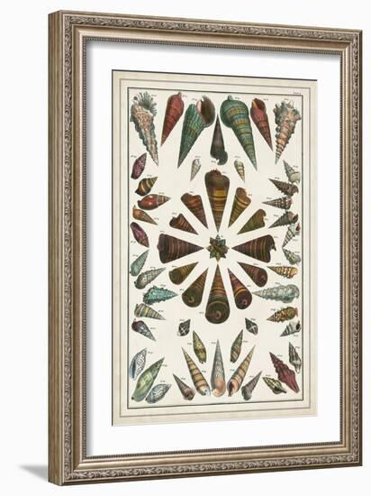 Grand Seba Shells II-Albertus Seba-Framed Art Print