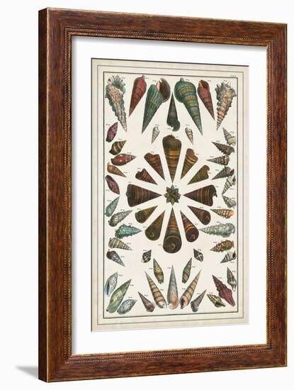 Grand Seba Shells II-Albertus Seba-Framed Art Print