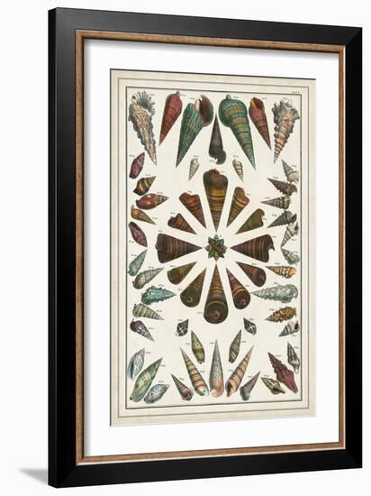 Grand Seba Shells II-Albertus Seba-Framed Art Print