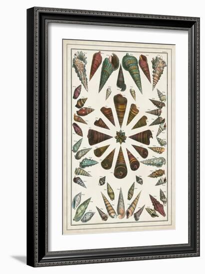 Grand Seba Shells II-Albertus Seba-Framed Art Print