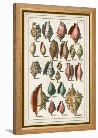 Grand Seba Shells III-Albertus Seba-Framed Stretched Canvas