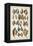 Grand Seba Shells III-Albertus Seba-Framed Stretched Canvas