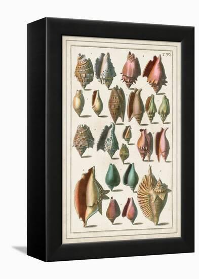 Grand Seba Shells III-Albertus Seba-Framed Stretched Canvas