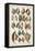 Grand Seba Shells III-Albertus Seba-Framed Stretched Canvas