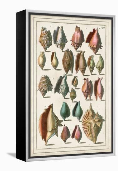 Grand Seba Shells III-Albertus Seba-Framed Stretched Canvas