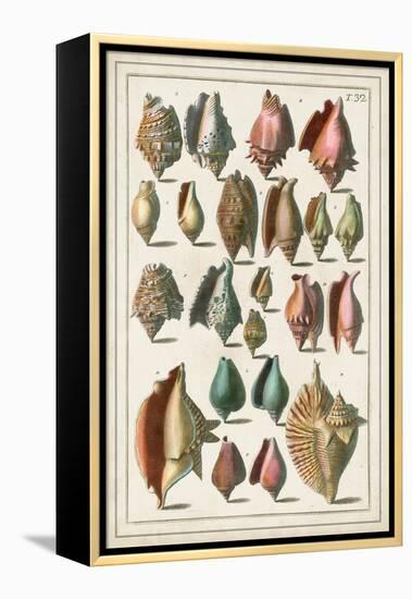 Grand Seba Shells III-Albertus Seba-Framed Stretched Canvas