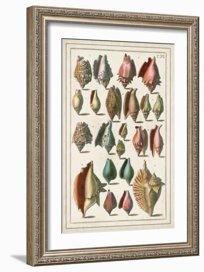 Grand Seba Shells III-Albertus Seba-Framed Art Print