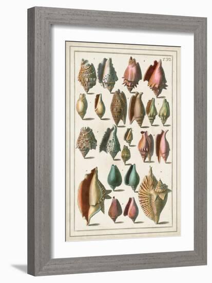 Grand Seba Shells III-Albertus Seba-Framed Art Print