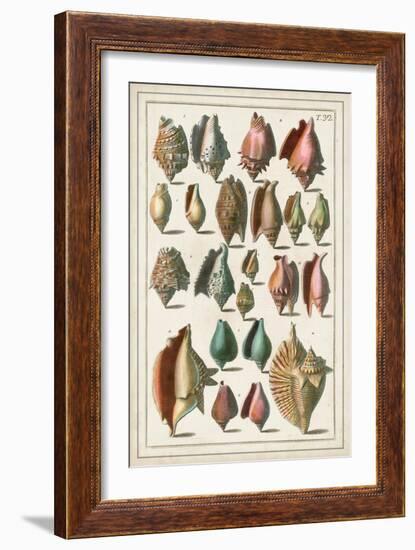 Grand Seba Shells III-Albertus Seba-Framed Art Print
