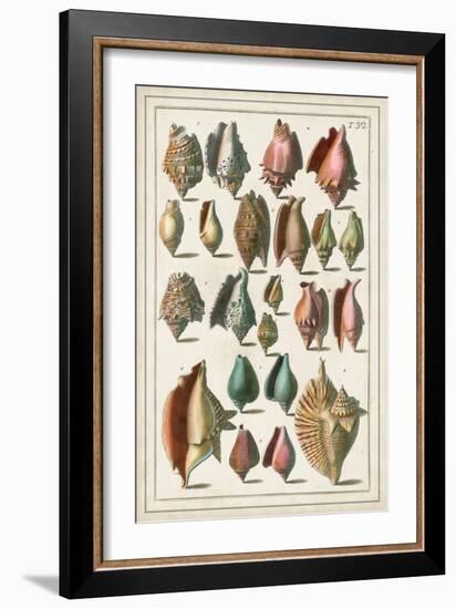 Grand Seba Shells III-Albertus Seba-Framed Art Print