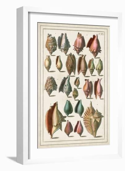 Grand Seba Shells III-Albertus Seba-Framed Art Print