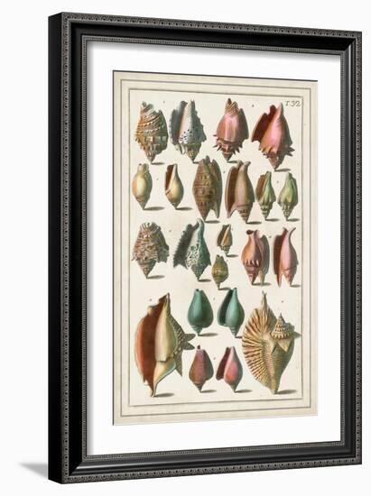 Grand Seba Shells III-Albertus Seba-Framed Art Print