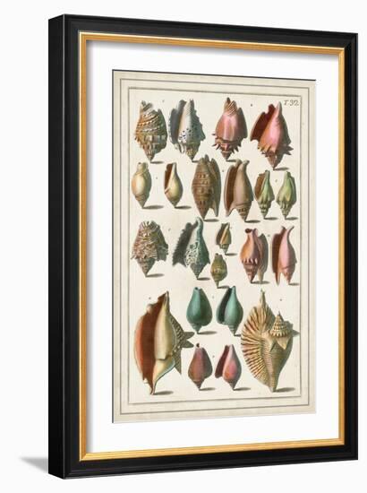 Grand Seba Shells III-Albertus Seba-Framed Art Print