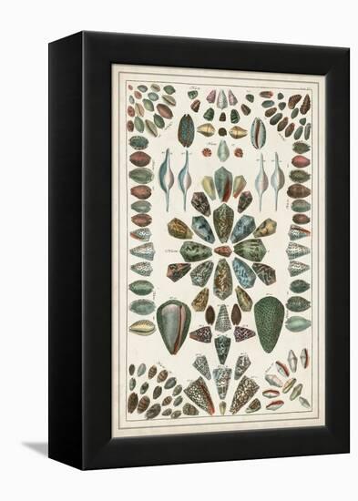 Grand Seba Shells IV-Albertus Seba-Framed Stretched Canvas