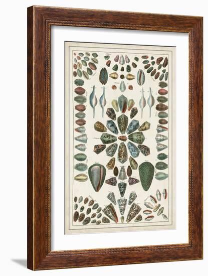 Grand Seba Shells IV-Albertus Seba-Framed Art Print