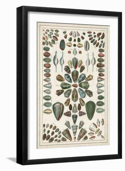 Grand Seba Shells IV-Albertus Seba-Framed Art Print