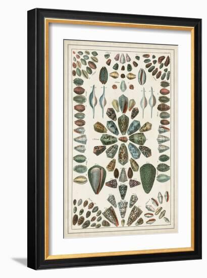 Grand Seba Shells IV-Albertus Seba-Framed Art Print