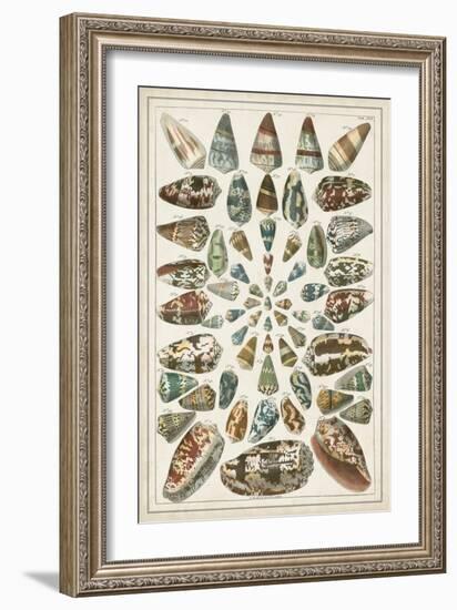 Grand Seba Shells V-Albertus Seba-Framed Art Print