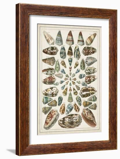 Grand Seba Shells V-Albertus Seba-Framed Art Print