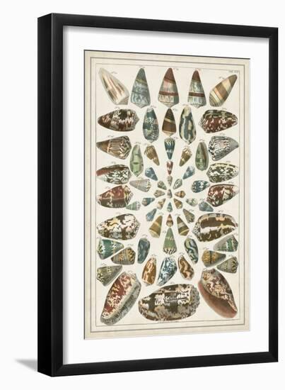 Grand Seba Shells V-Albertus Seba-Framed Art Print