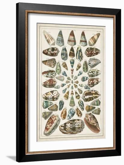 Grand Seba Shells V-Albertus Seba-Framed Art Print