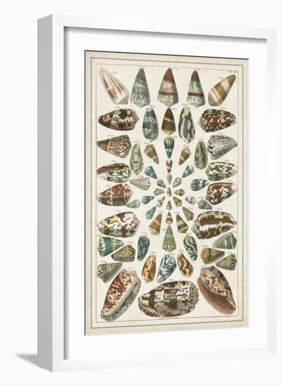 Grand Seba Shells V-Albertus Seba-Framed Art Print