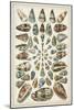 Grand Seba Shells V-Albertus Seba-Mounted Art Print