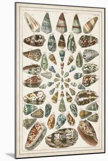 Grand Seba Shells V-Albertus Seba-Mounted Art Print