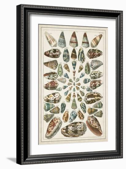 Grand Seba Shells V-Albertus Seba-Framed Art Print