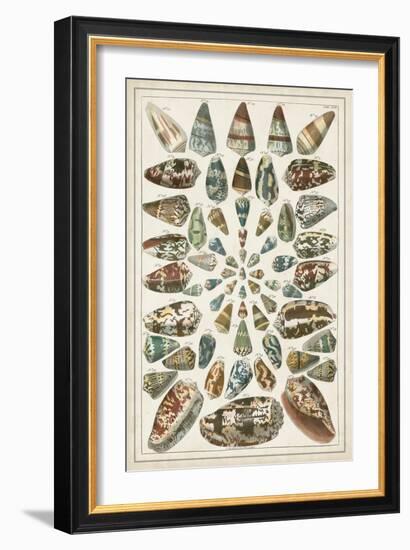 Grand Seba Shells V-Albertus Seba-Framed Art Print