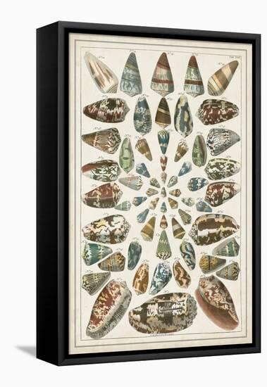 Grand Seba Shells V-Albertus Seba-Framed Stretched Canvas