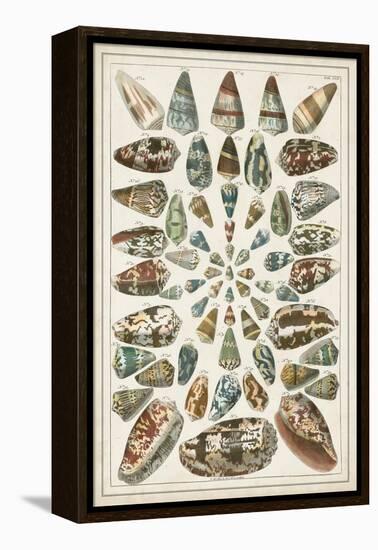 Grand Seba Shells V-Albertus Seba-Framed Stretched Canvas