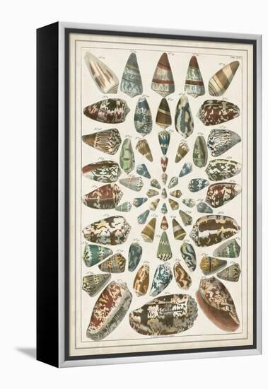 Grand Seba Shells V-Albertus Seba-Framed Stretched Canvas