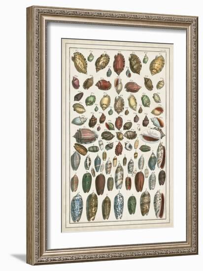 Grand Seba Shells VI-Albertus Seba-Framed Art Print