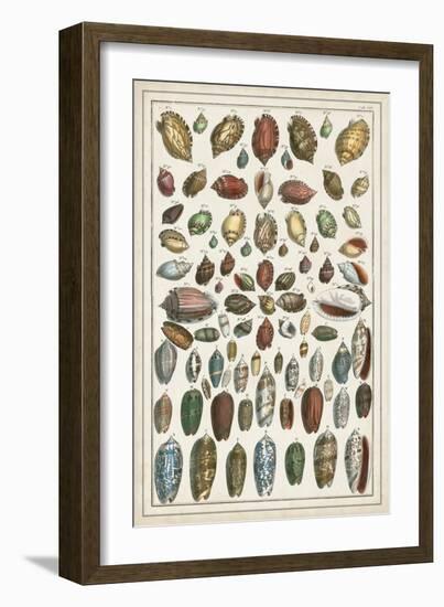 Grand Seba Shells VI-Albertus Seba-Framed Art Print